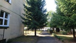 Szkoła Podstawowa nr 2 w Nowogardzie - prace pielęgnacyjne na drzewach